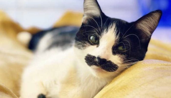 Mostaccioli was brought into the world with a mustache-like imprint over her mouth, and she has a ton of fans on the web.