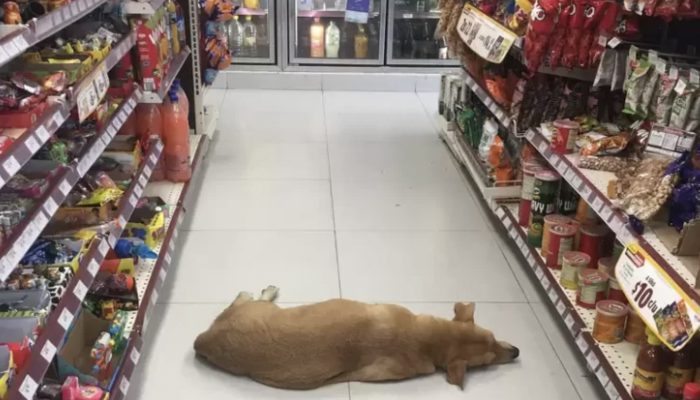 Store opens their entryways for homeless canine to chill off on sweltering summer day!