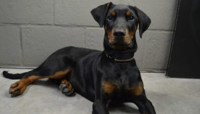 As he sticks to her, the family comprehends the as of late protected canine is saving the little child's life.