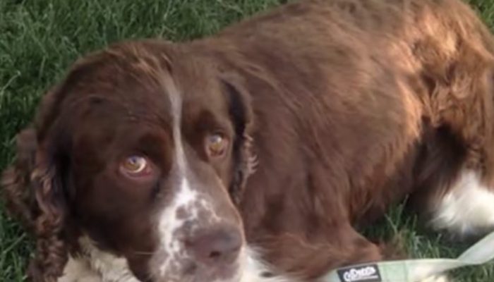 Finding a 55-pound injured and deserted canine, a lady conveys him for 6 hours on her shoulders, saving his life.