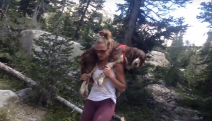 Finding a 55-pound injured and deserted canine, a lady conveys him for 6 hours on her shoulders, saving his life.