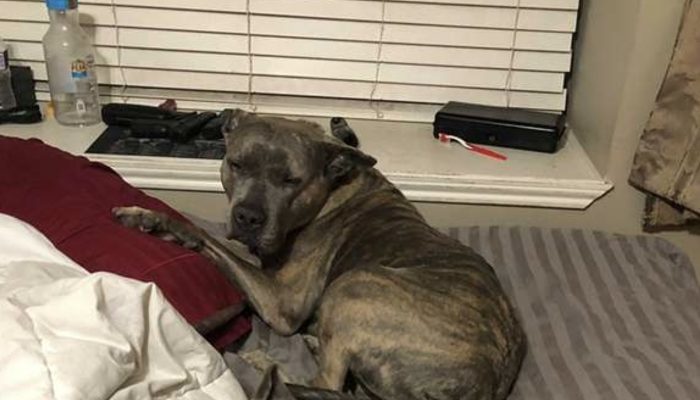 The man brought back home two deserted pit bulls from the asylum, and later they completely showed their appreciation.