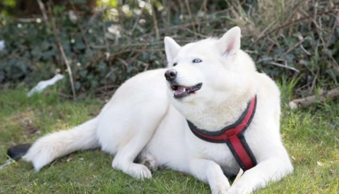 Canine legend Husky protected the existence of an unwanted in the baby park by his mom.