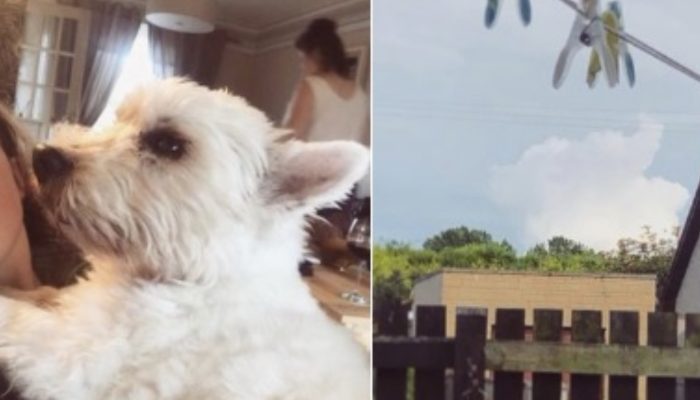 A couple of hours after her canine kicked the bucket, the kid detected her canine overhead, and she isn't the one to focus on.