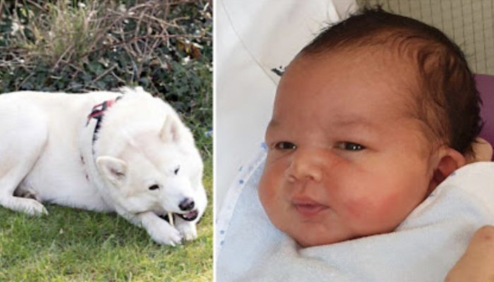 Canine legend Husky protected the existence of an unwanted in the baby park by his mom.