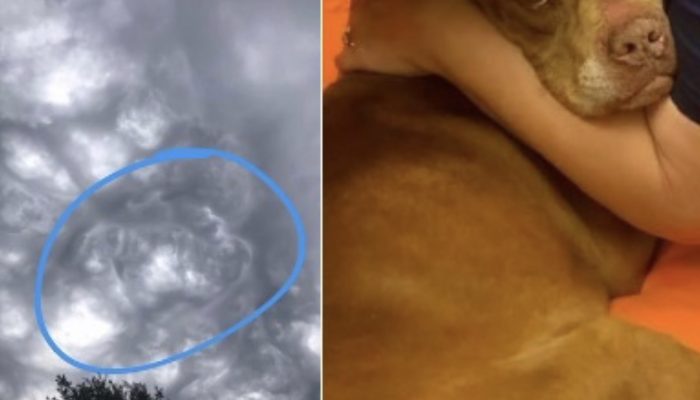 A couple of hours after her canine kicked the bucket, the kid detected her canine overhead, and she isn't the one to focus on.