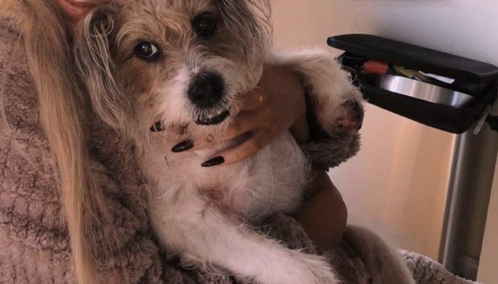 A couple of hours after her canine kicked the bucket, the kid detected her canine overhead, and she isn't the one to focus on.