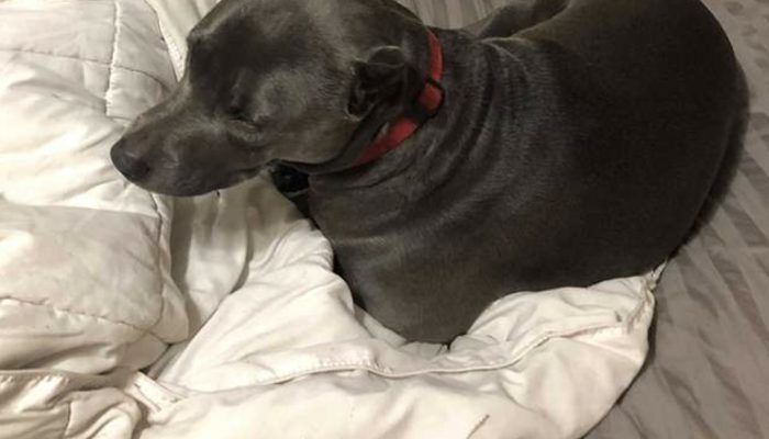 The man brought back home two deserted pit bulls from the asylum, and later they completely showed their appreciation.