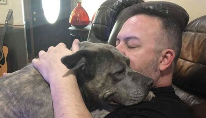 The man brought back home two deserted pit bulls from the asylum, and later they completely showed their appreciation.
