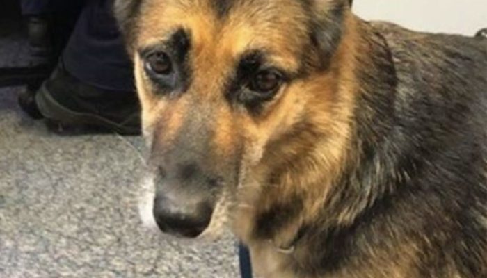 A German Shepherd shockingly figured out how to float for no less than 11 hours safeguarding his proprietor's life.