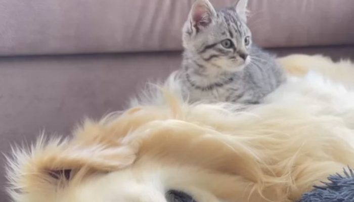 In the wake of finding his delicate bed involved by the ruined little cat the Golden Retriever begins to battle for bringing back his canine bed.