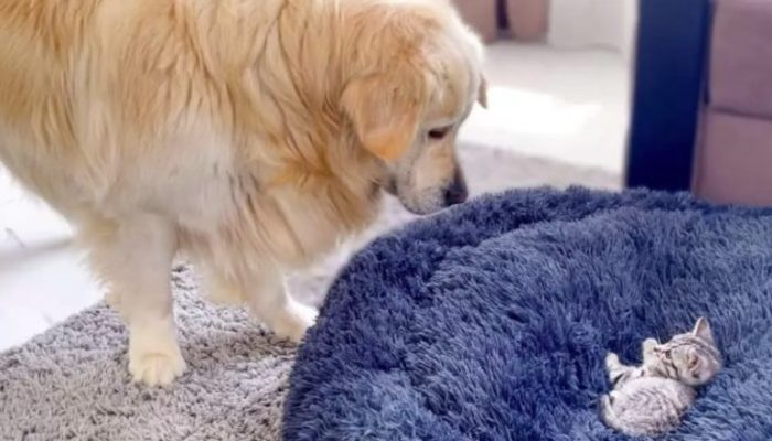 In the wake of finding his delicate bed involved by the ruined little cat the Golden Retriever begins to battle for bringing back his canine bed.