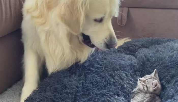 In the wake of finding his delicate bed involved by the ruined little cat the Golden Retriever begins to battle for bringing back his canine bed.