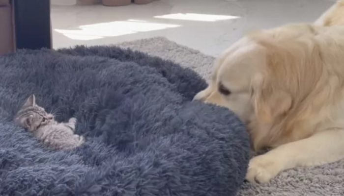 In the wake of finding his delicate bed involved by the ruined little cat the Golden Retriever begins to battle for bringing back his canine bed.