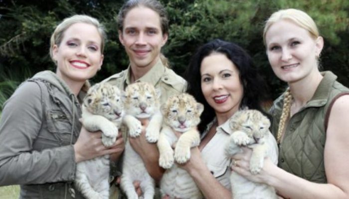 Meet these normal marvels. Four stunning youthful lions and tigers.