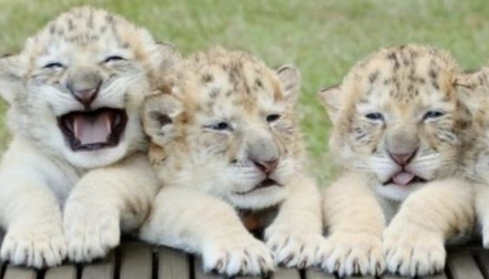 Meet these normal marvels. Four stunning youthful lions and tigers.