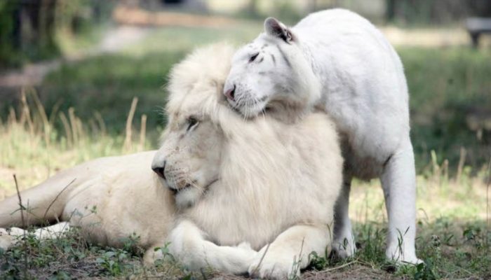 Meet these normal marvels. Four stunning youthful lions and tigers.