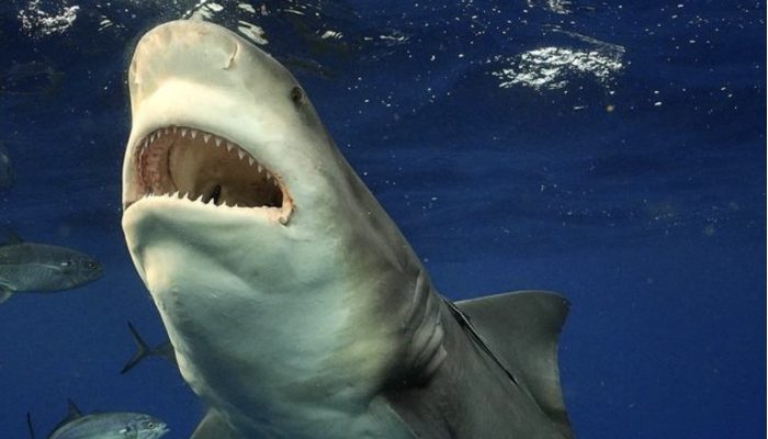 A jumper has caught the fantastic second he encountered a strangely gigantic shark.