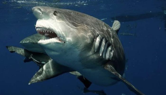 A jumper has caught the fantastic second he encountered a strangely gigantic shark.