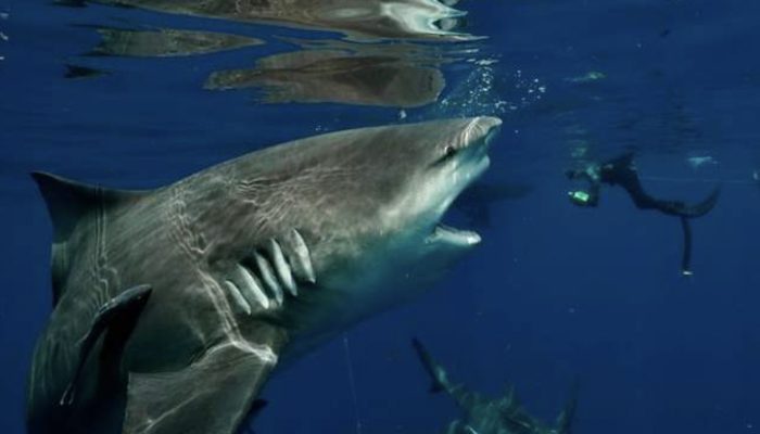 A jumper has caught the fantastic second he encountered a strangely gigantic shark.