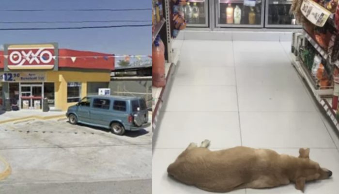 Store opens their entryways for homeless canine to chill off on sweltering summer day!
