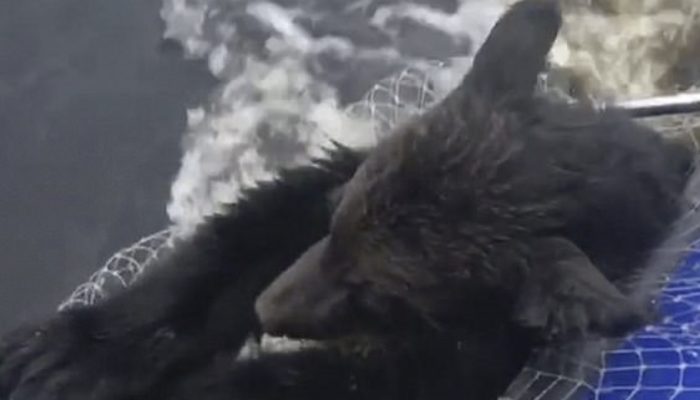 As the mother bear leaves her whelps to suffocate in the lake, two fearless anglers act quickly and save them.