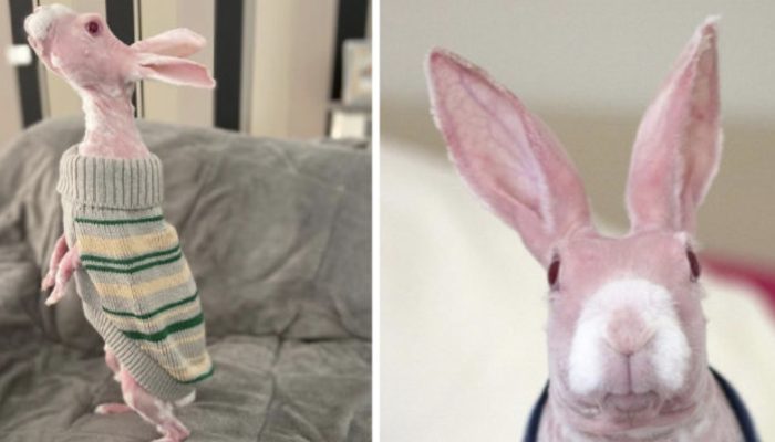 In the wake of being saved, Mr. Bigglesworth, the bare hare, turns into a web big name.