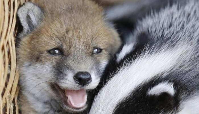 An improbable unique friendship between an unwanted child fox and two stranded badgers.