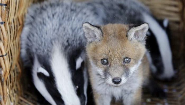 An improbable unique friendship between an unwanted child fox and two stranded badgers.