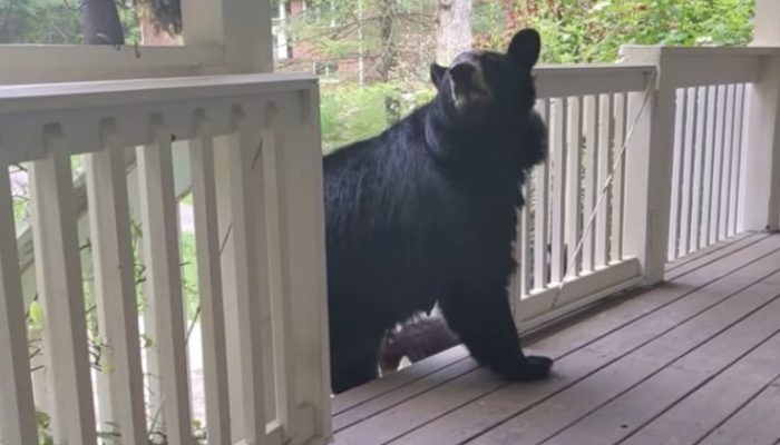 Mother bear chose to acquaint her little offspring with her human companion who has been benevolent to her.