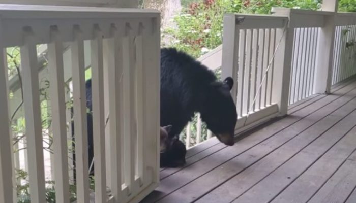 Mother bear chose to acquaint her little offspring with her human companion who has been benevolent to her.