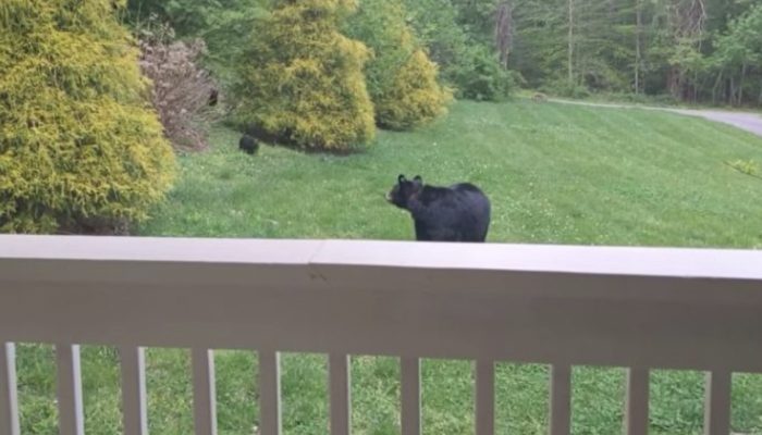 Mother bear chose to acquaint her little offspring with her human companion who has been benevolent to her.