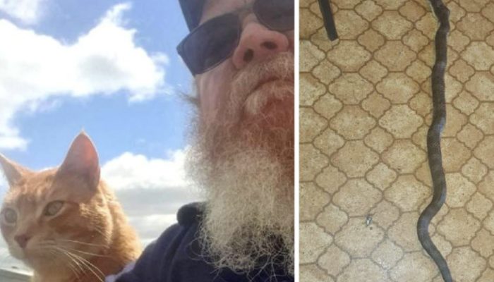 Cat saves the proprietor from an exceptionally venomous snake, the reptile moved through the entryway and concealed in the shopping packs.