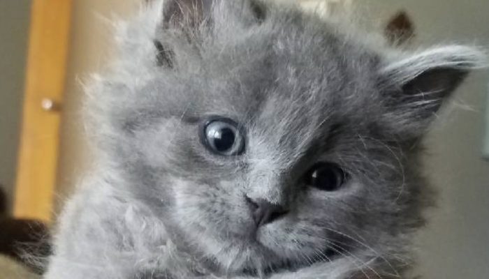 A man found a little cat in his boat, and the kitty turned into a nearby mate of his.