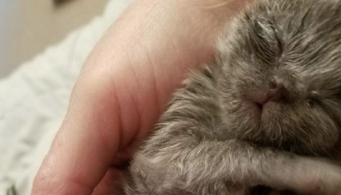A man found a little cat in his boat, and the kitty turned into a nearby mate of his.
