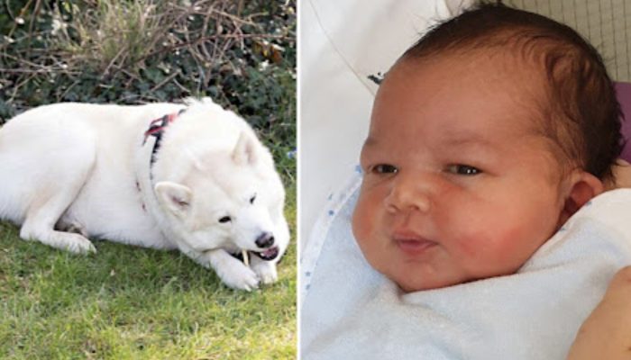 The child's mother left him alone in the park. Hero dog Husky wanted to save the life of a newborn child. See if the dog managed to save the child's life.