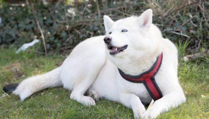 The child's mother left him alone in the park. Hero dog Husky wanted to save the life of a newborn child. See if the dog managed to save the child's life.