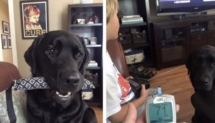 The lady awakened the canine was hauling her up. He effectively brought her into his child's room