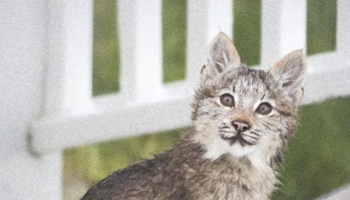 At the point when an Alaskan man awakened, he saw a group of seven lynxes who hadn't been welcomed.