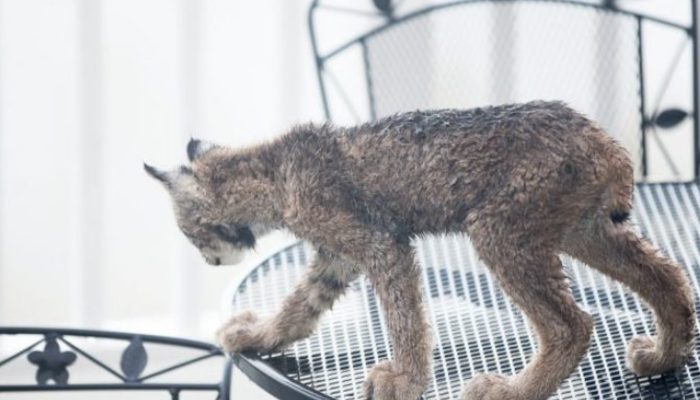 At the point when an Alaskan man awakened, he saw a group of seven lynxes who hadn't been welcomed.