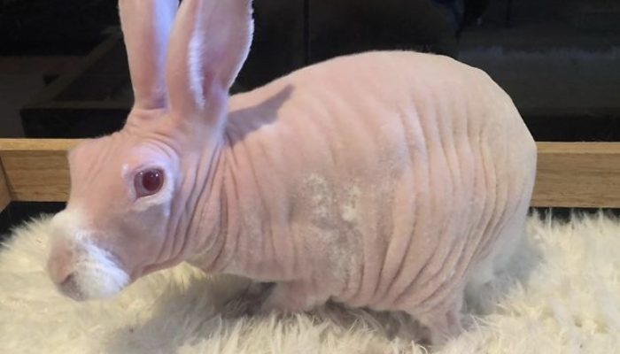 In the wake of being saved, Mr. Bigglesworth, the bare hare, turns into a web big name.