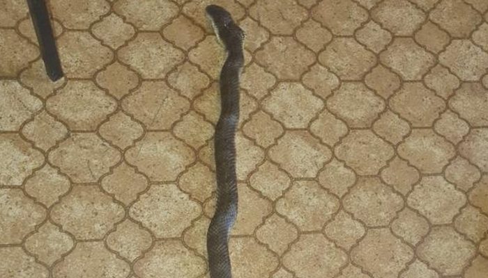 Cat saves the proprietor from an exceptionally venomous snake, the reptile moved through the entryway and concealed in the shopping packs.