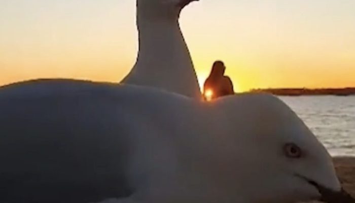 'Goliath' seagulls photobomb a couple's heartfelt film of a nightfall ocean side walk, which is entertaining.