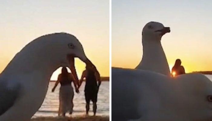 'Goliath' seagulls photobomb a couple's heartfelt film of a nightfall ocean side walk, which is entertaining.