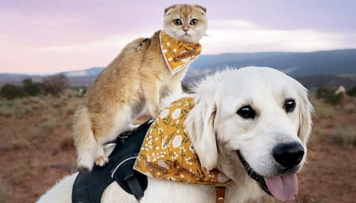 Protected canines and felines become incredible buddies and travel together.