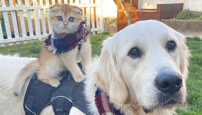 Protected canines and felines become incredible buddies and travel together.
