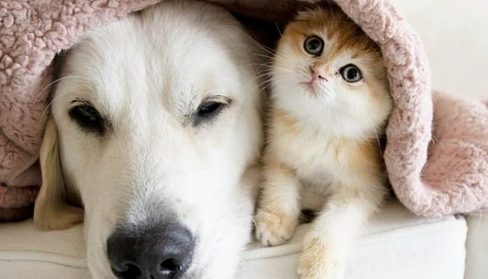 Protected canines and felines become incredible buddies and travel together.