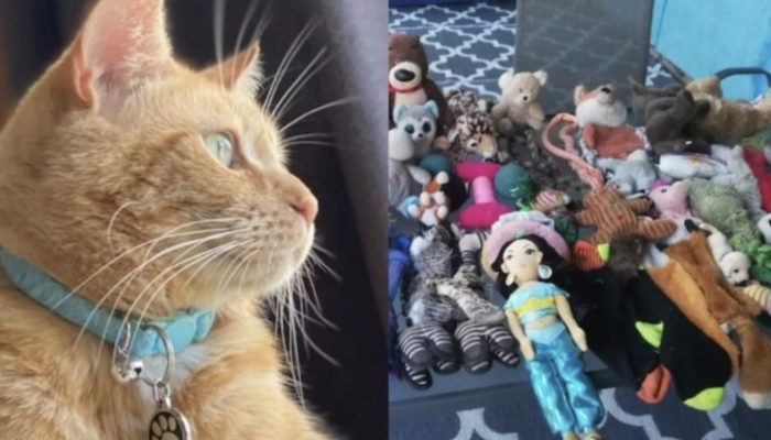 The cat becomes nearby star for taking many toys and giving them to neighbors.