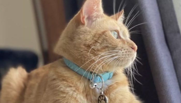 The cat becomes nearby star for taking many toys and giving them to neighbors.