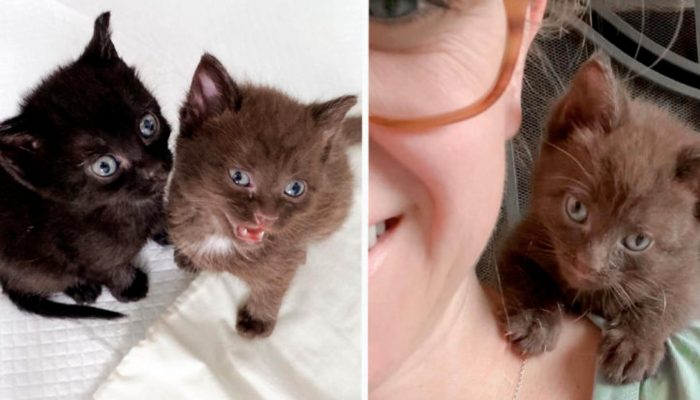 Natural shaded little cat and her sister give everybody embraces until they view as a permanent spot to settle down.